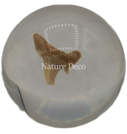 . Shark tooth in resin ball