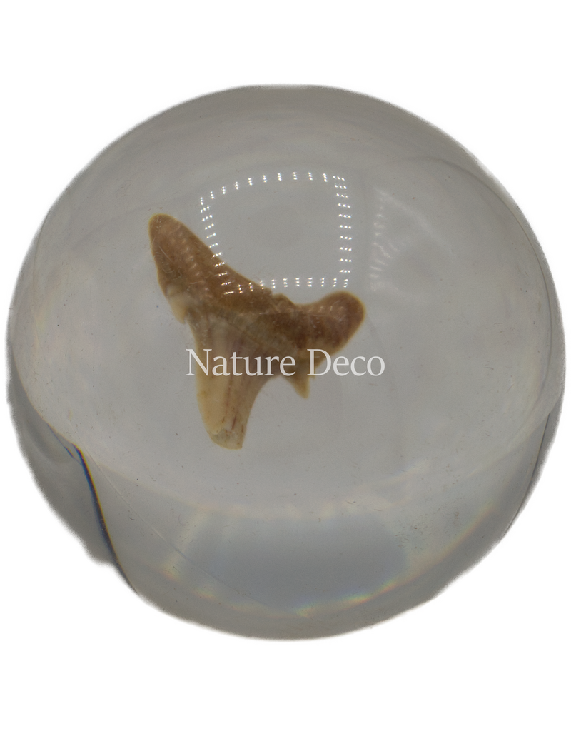 . Shark tooth in resin ball
