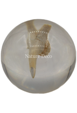 . Shark tooth in resin ball