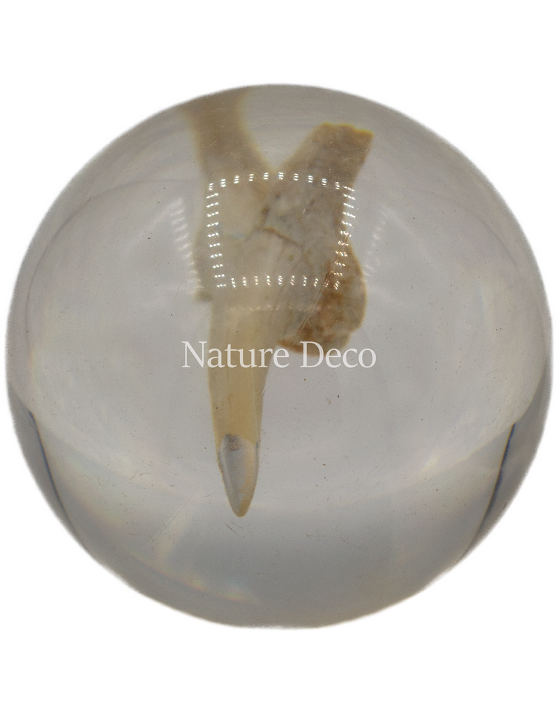 . Shark tooth in resin ball