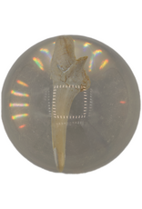 . Shark tooth in resin ball