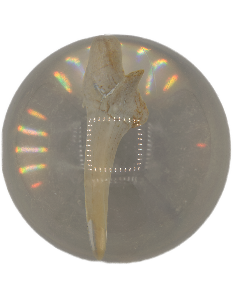 . Shark tooth in resin ball