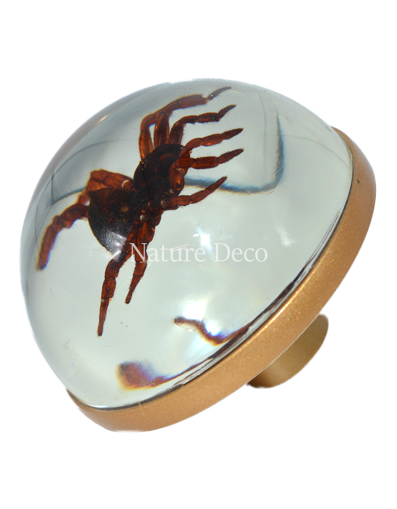 . Golden doorknob with spider