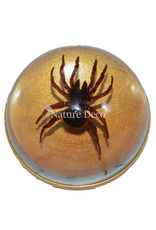 . Golden doorknob with spider