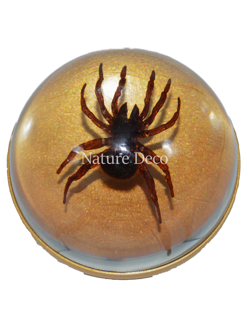 . Golden doorknob with spider