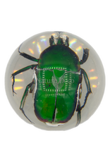 . Small green rose beetle in resin ball