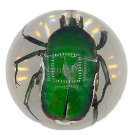 . Small green rose beetle in resin ball