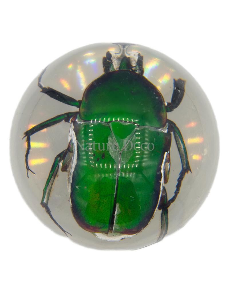 . Small green rose beetle in resin ball