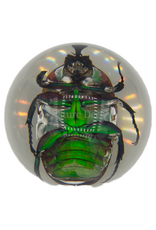 . Small green rose beetle in resin ball