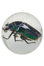 . Small green rose beetle in resin ball