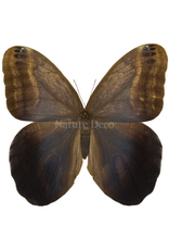 . Unmounted Caligo suzanna
