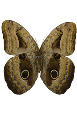 . Unmounted Caligo suzanna