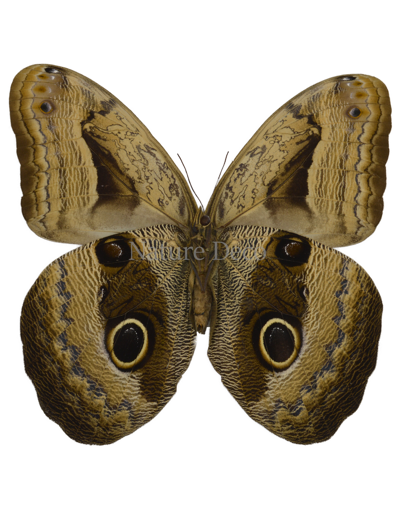 . Unmounted Caligo suzanna