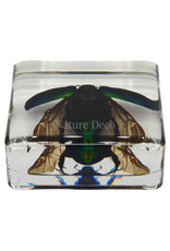 . Colorful scarab open wings in resin