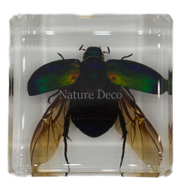 . Colorful scarab open wings in resin