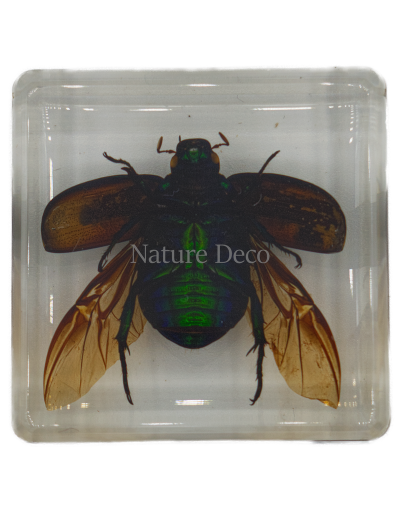 . Colorful scarab open wings in resin