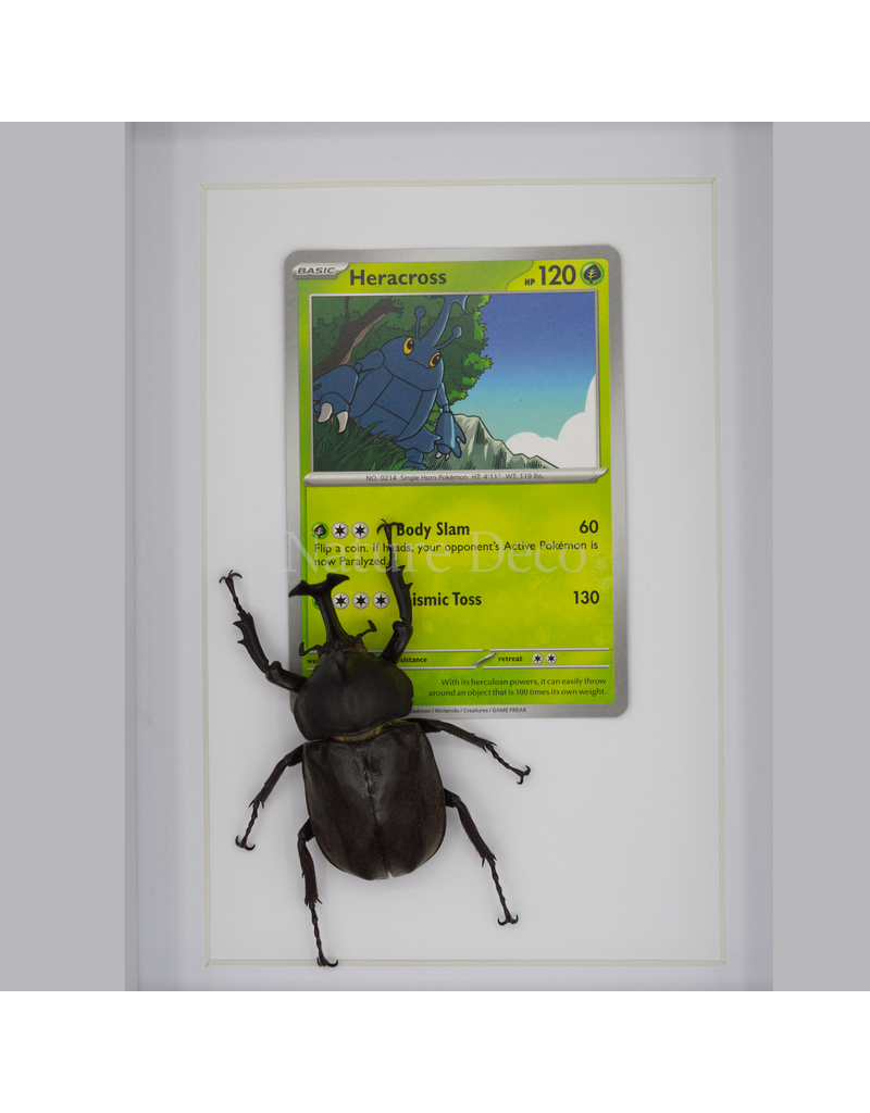 Nature Deco Pokemon collectie: Heracross in elegante lijst