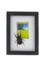 Nature Deco Pokemon collectie: Heracross in elegante lijst