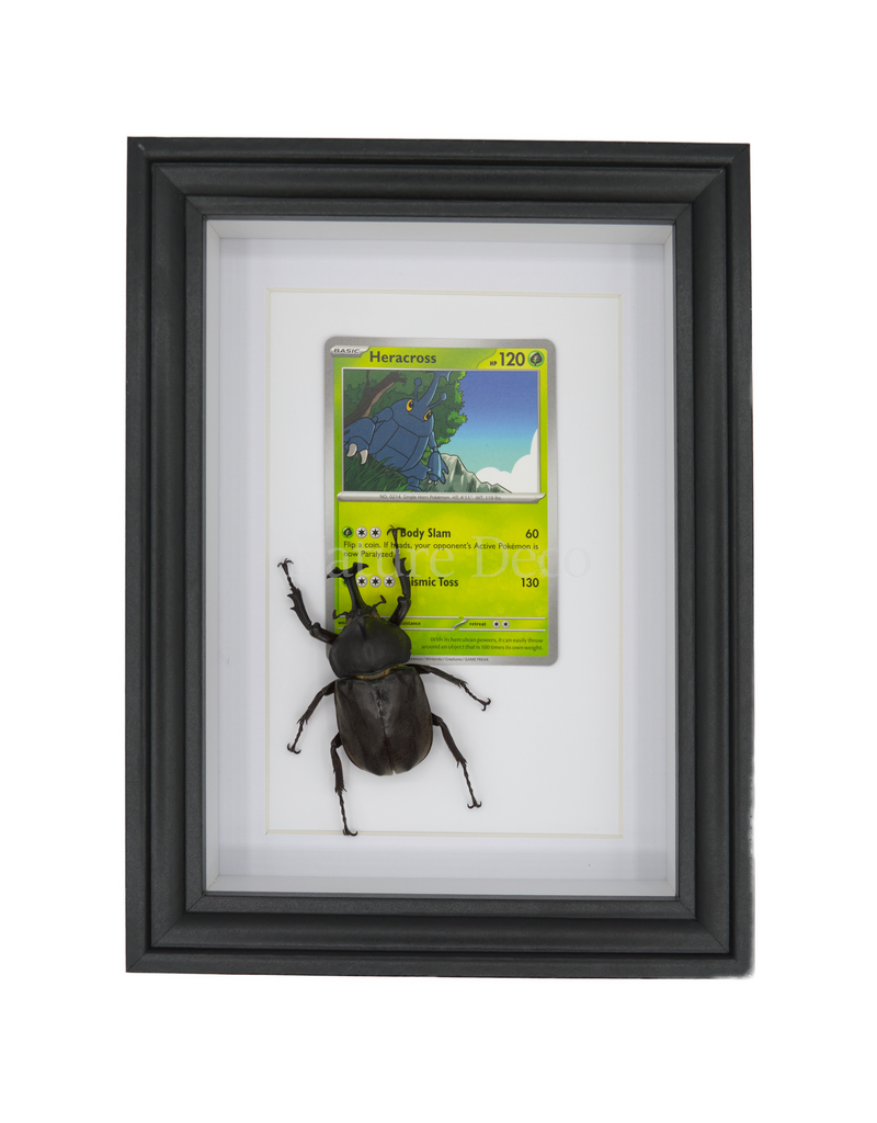 Nature Deco Pokemon collectie: Heracross in elegante lijst