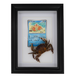Nature Deco Krabby in elegante lijst