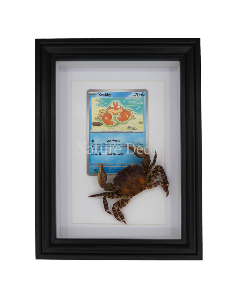 Nature Deco Pokemon collectie: Krabby in elegante lijst