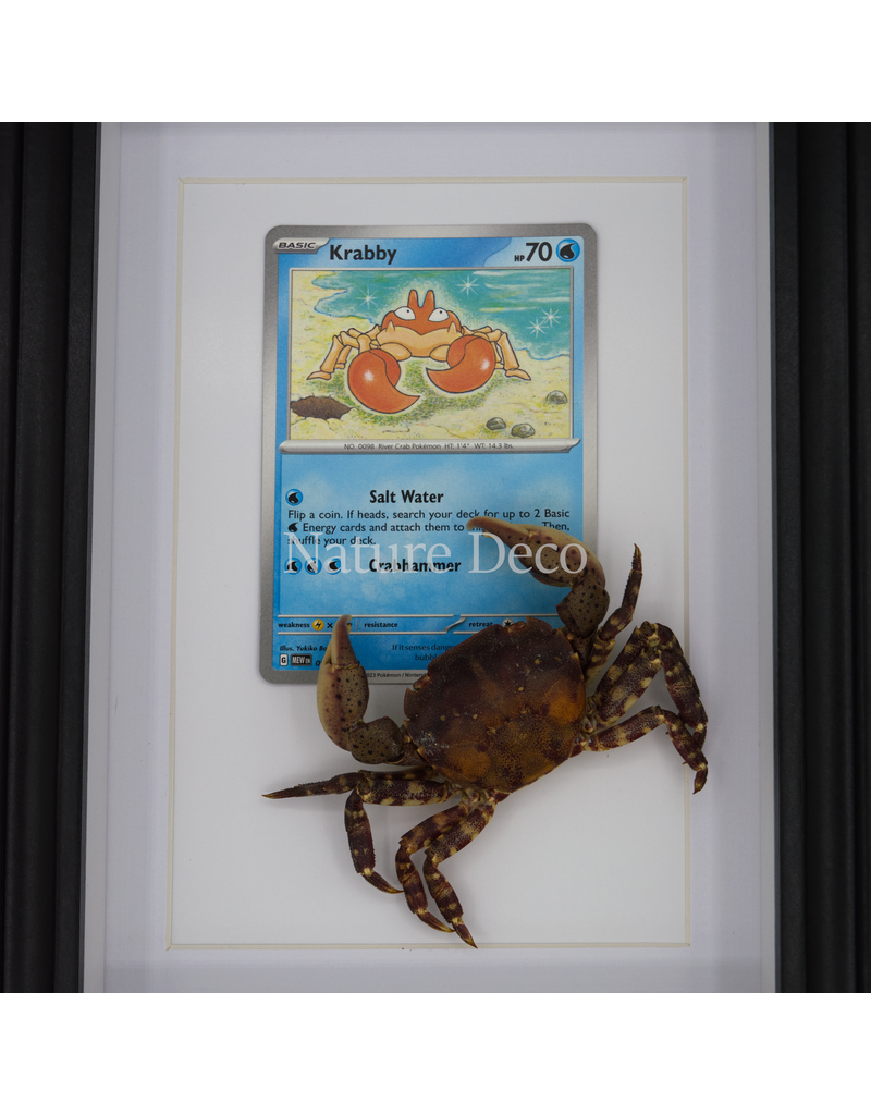 Nature Deco Pokemon collectie: Krabby in elegante lijst