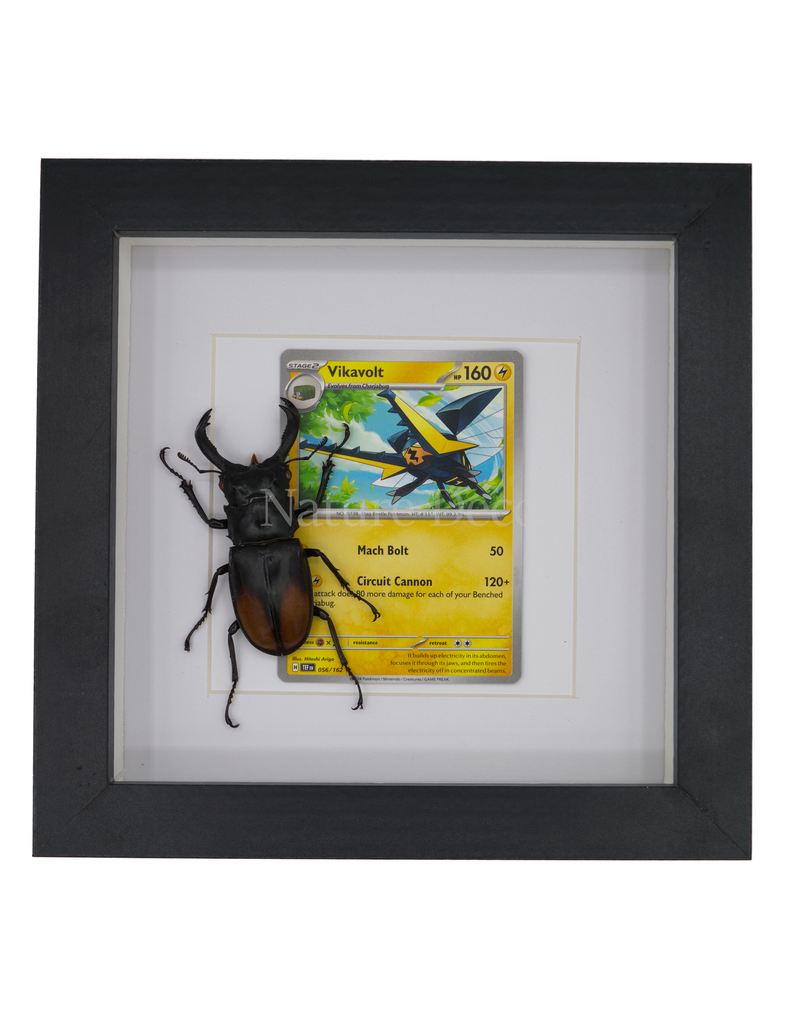 Nature Deco Pokemon collectie: Vikavolt in luxe 3d lijst