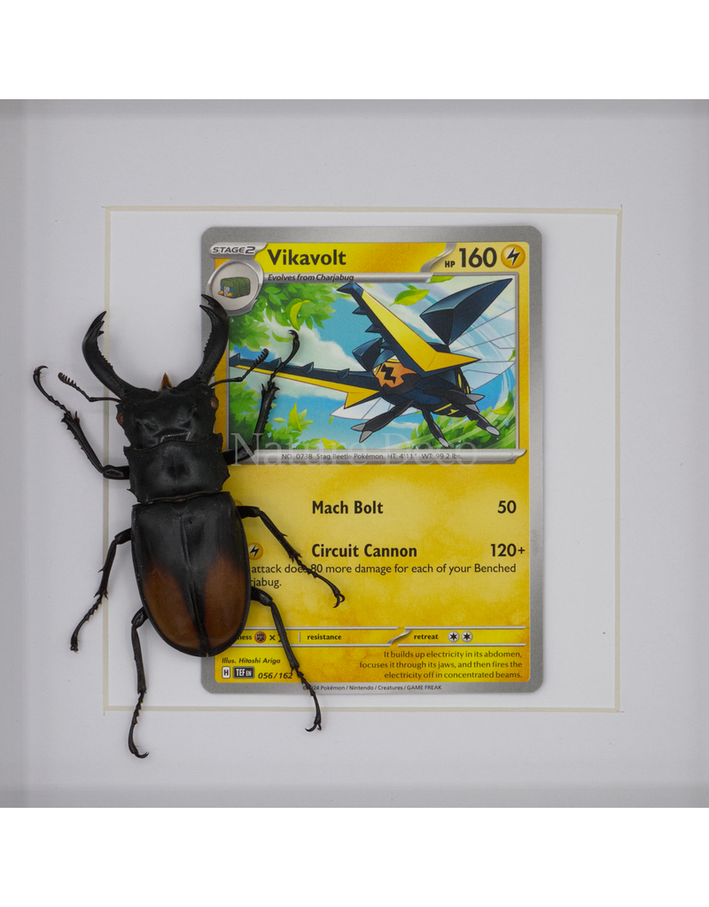 Nature Deco Pokemon collectie: Vikavolt in luxe 3d lijst