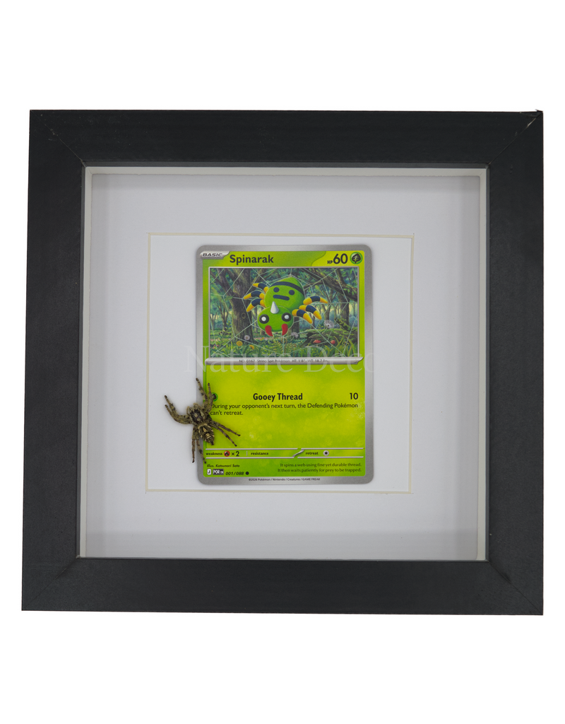 Nature Deco Pokemon collectie: Spinarak in luxe 3d lijst