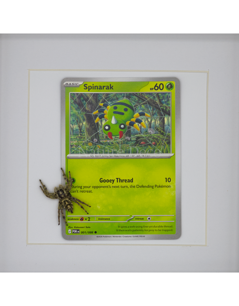 Nature Deco Pokemon collectie: Spinarak in luxe 3d lijst