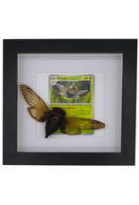 Nature Deco Pokemon collection:  Ninjask in luxury frame