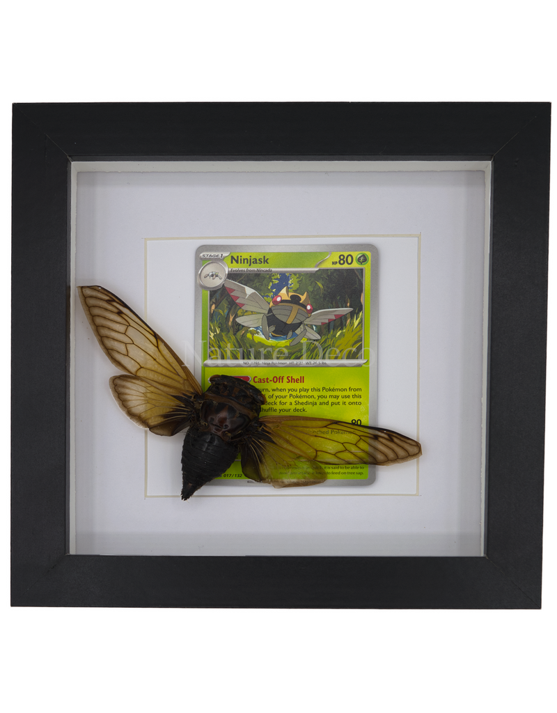 Nature Deco Pokemon collection:  Ninjask in luxury frame