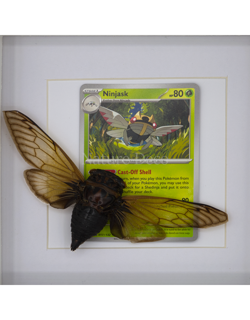 Nature Deco Pokemon collection:  Ninjask in luxury frame