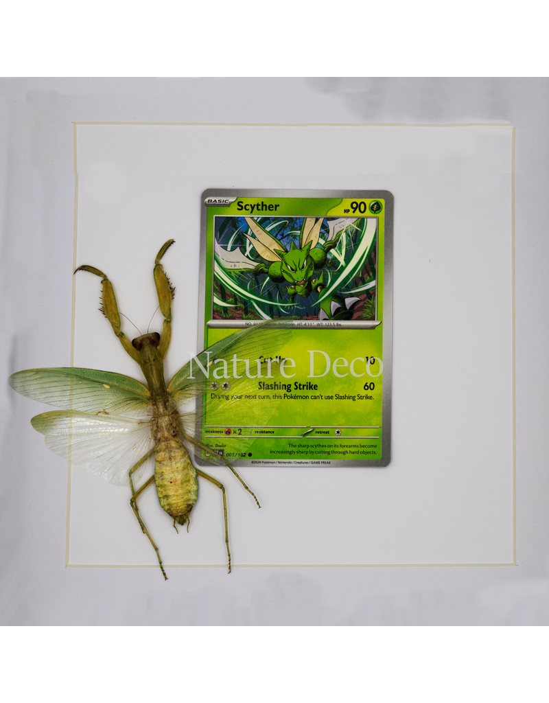 Nature Deco Pokemon collectie: Scyther in luxe 3d lijst