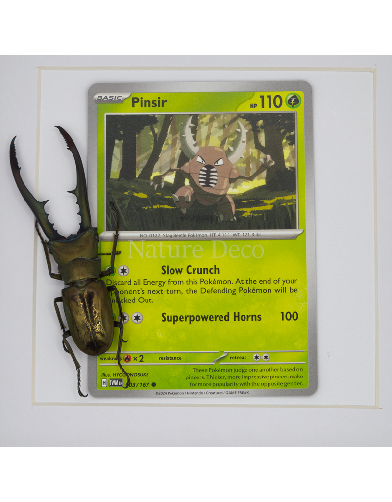 Nature Deco Pokémon collectie: Pinsir in luxe 3d lijst