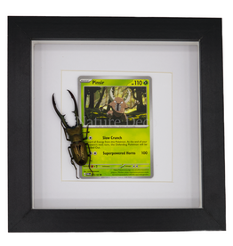 Nature Deco Pinsir in luxe 3d lijst