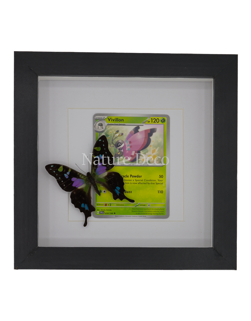 Nature Deco Pokémon collectie: Vivillon in luxe 3d lijst