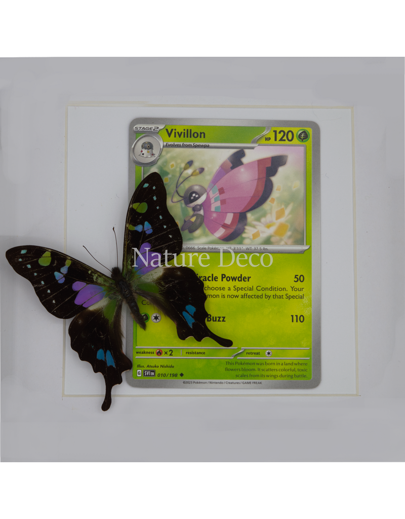 Nature Deco Pokémon collectie: Vivillon in luxe 3d lijst