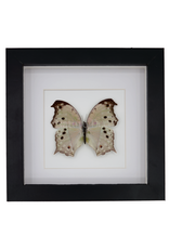 Nature Deco Salamis Parhassus in luxe 3d lijst 17 x 17cm