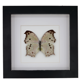 Nature Deco Salamis Parhassus in luxury 3D frame