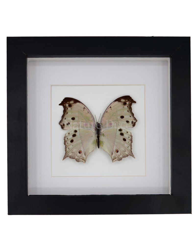 Nature Deco Salamis Parhassus in luxury 3D frame  17 x 17cm