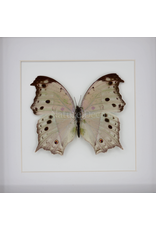 Nature Deco Salamis Parhassus in luxury 3D frame  17 x 17cm