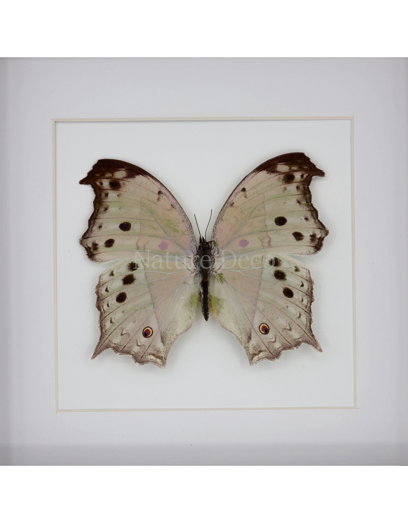 Nature Deco Salamis Parhassus in luxury 3D frame  17 x 17cm