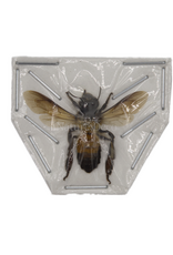 . Ongeprepareerde apis dorsata ( reuze honingbij )