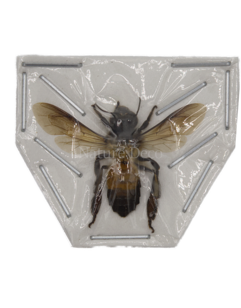 . Unprepared Apis dorsata (giant honeybee)
