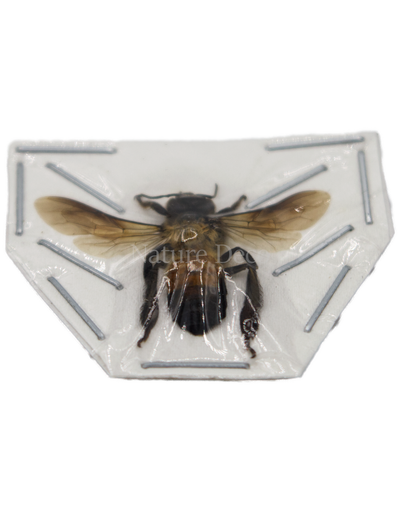 . Ongeprepareerde apis dorsata ( reuze honingbij )