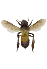 . Unprepared Apis dorsata (giant honeybee)