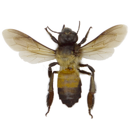 . Ongeprepareerde apis dorsata ( reuze honingbij )