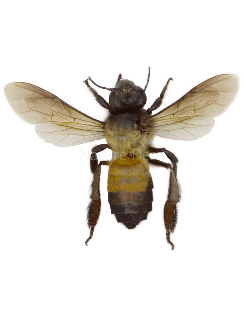 . Ongeprepareerde apis dorsata ( reuze honingbij )