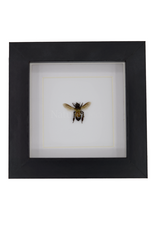 Nature Deco Apis dorsata ( reuze honingbij ) in luxe 3d lijst 12 x 12 cm